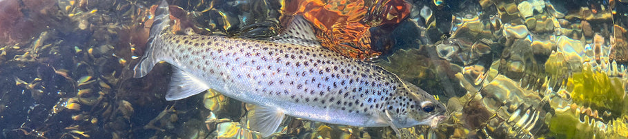 9´ NORSKER Phantom Sea Trout # 6 - November Tilbud!