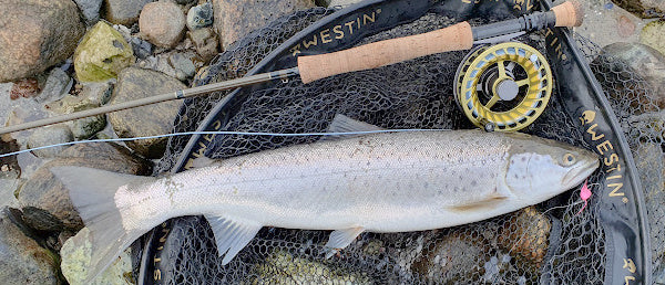 BLACK WEEK SEA TROUT 9´ NORSKER Light Sea Trout # 5 Komplet Sæt!